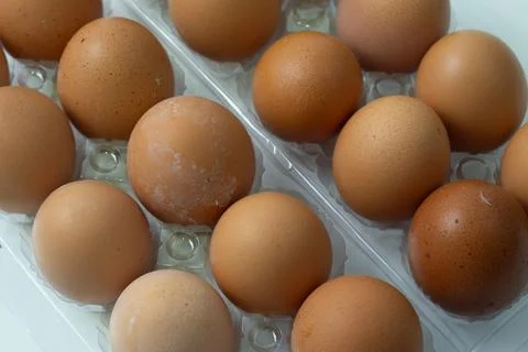 Chicken egg with plastic container on white background 51 Stock Photos