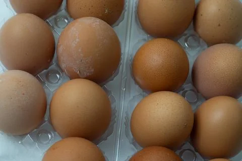 Chicken egg with plastic container on white background 43 Stock Photos
