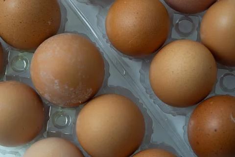 Chicken egg with plastic container on white background 4 Stock Photos