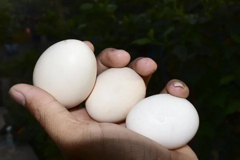 Chicken egg put together Stock Photos