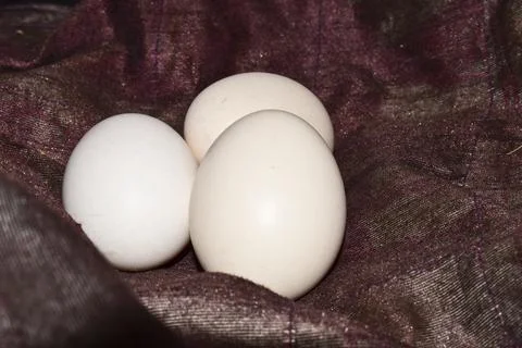 Chicken egg put together Stock Photos