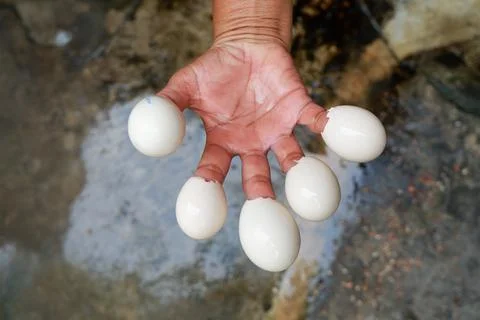 Chicken egg shell on five fingers Stock Photos