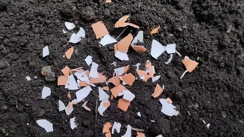 Chicken egg shell fragments on the ground 스톡 동영상 310035367