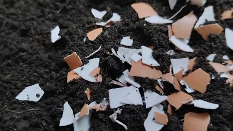 Chicken egg shell fragments on the ground Stockbeeldmateriaal 310035368