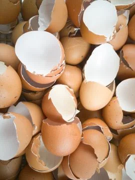 Chicken egg shell 스톡 사진