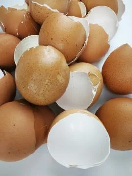 Chicken egg shell 스톡 사진