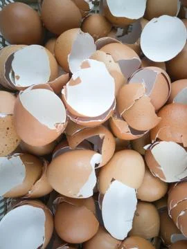 Chicken egg shell 스톡 사진