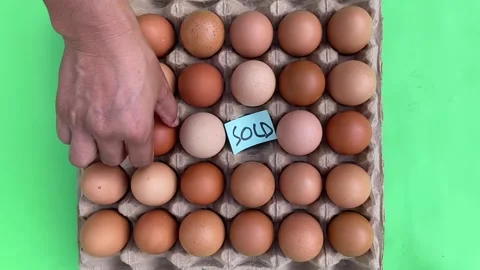 Chicken Egg Shell Quality and Feed Nutrition Improvements Stock Footage 218992302