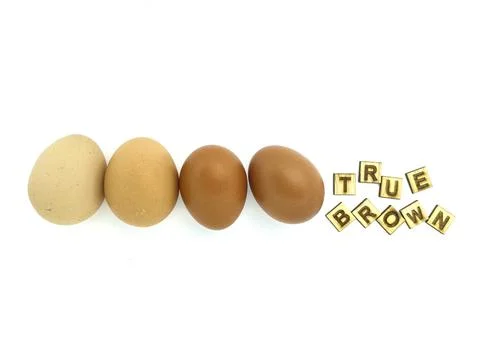 Chicken Egg Shell Quality and Feed, nutrition, chicken breed, concept Stock Photos