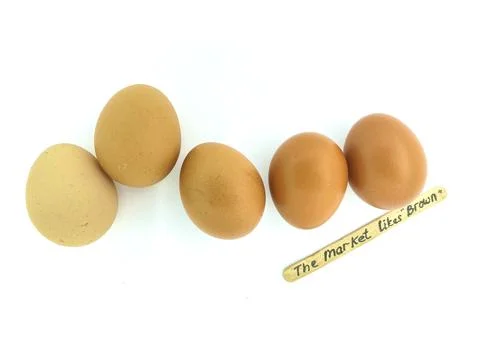 Chicken Egg Shell Quality Concept Stock Photos