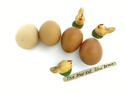 Chicken Egg Shell Quality Issues Stock Photos