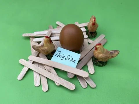 Chicken Egg Shell Quality Issues and Feed Nutrition Stock Photos