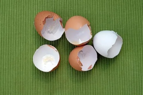 Chicken egg shells. Stock Photos
