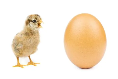 Chicken egg on white background Stock Photos