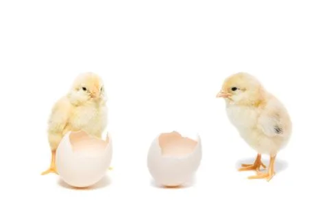 Chicken egg on white background Stock Photos