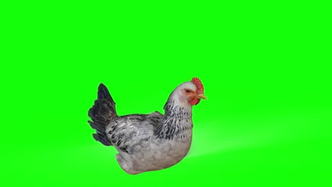 Chicken EggLaying Stock Footage 288857159