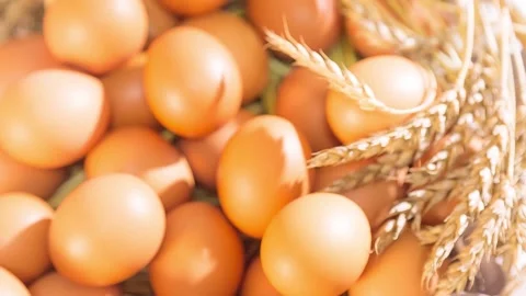 Chicken Eggs 4 Stock Footage 161018507