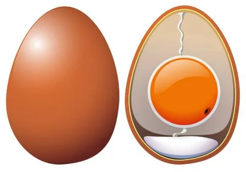 A Chicken Eggs Anatomy Stock Illustration