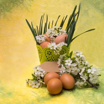 Chicken eggs and spring white blossoms Stock Photos