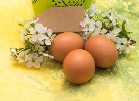 Chicken eggs and spring white blossoms Stock Photos