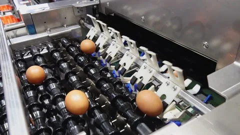 Chicken eggs are moving on a conveyor belt, being sorted according to size in an Stock Footage 235543481