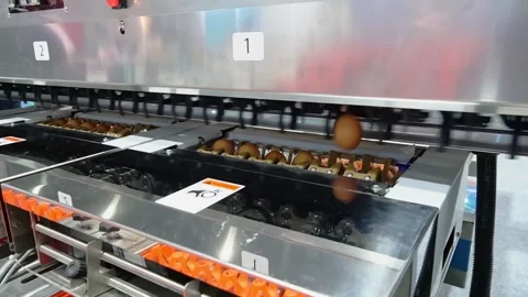 Chicken eggs are moving on a conveyor belt, being sorted according to size in an Stock Footage 235543487
