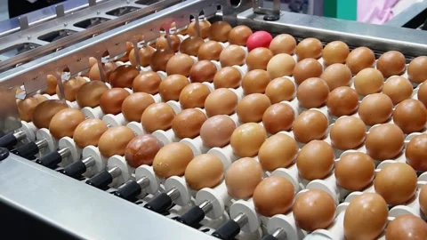 Chicken eggs are moving on a conveyor belt, being sorted according to size in an Stock Footage 236743722