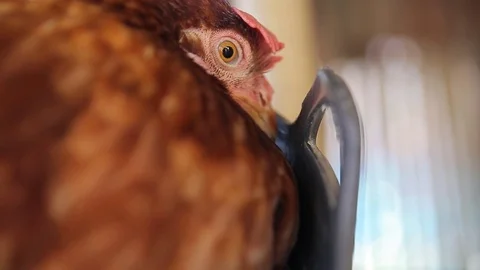 Chicken eggs are produced eggs, video Stock Footage 78330010