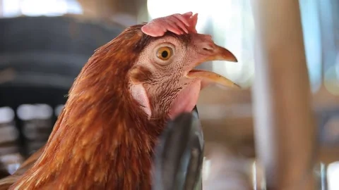 Chicken eggs are produced eggs, video Stock Footage 78331507