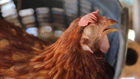 Chicken eggs are produced eggs, video Stock Footage 78333077