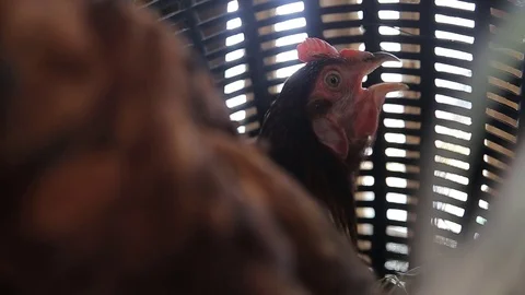 Chicken eggs are produced eggs, video Stock Footage 80629372