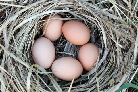 Chicken eggs in a arranging nest - easter composition Stock Photos
