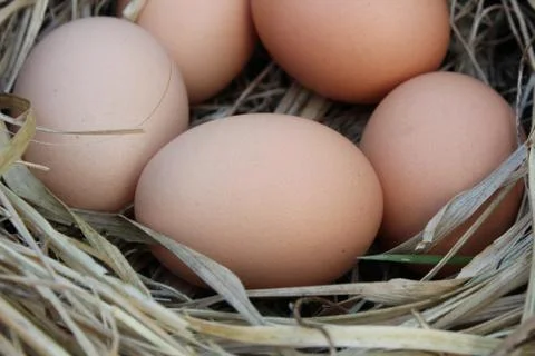 Chicken eggs in a arranging nest - easter composition Stock Photos