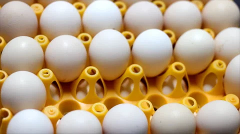 Chicken eggs in a box Stock Footage 888411
