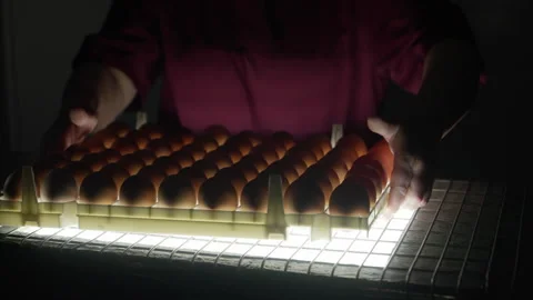 Chicken eggs candling process at industrial poultry food manufacturing facility Stock Footage 277894753