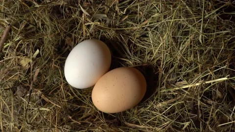 Chicken eggs close-up in a chicken coop on hay . child's hand takes an egg Stock Footage 157353891