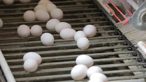 Chicken eggs on the conveyor Stock Footage 86415983