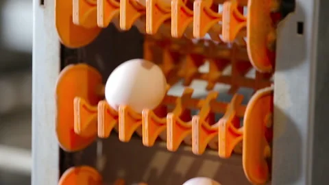 Chicken eggs on the conveyor 動画素材 86416115