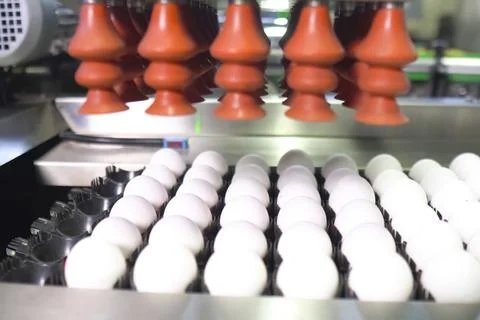 Chicken eggs on conveyor with suction cups in packing area at egg production  Foto stock
