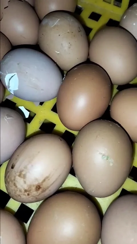 Chicken eggs Stock Footage 241824109