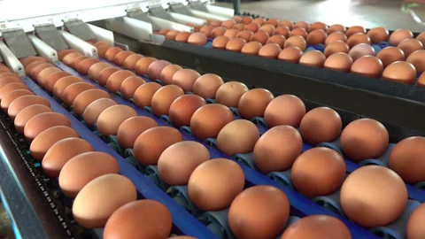 Chicken eggs 스톡 동영상 274181127