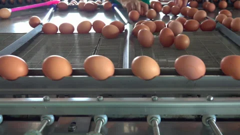 Chicken eggs 스톡 동영상 274181218