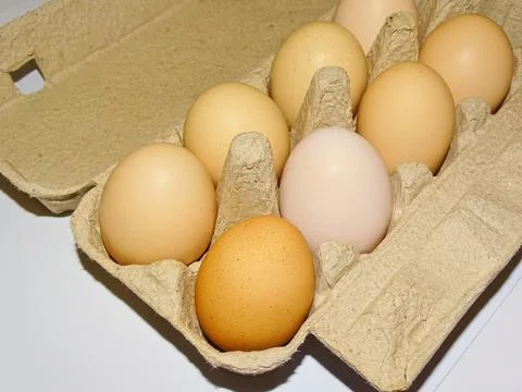 Chicken eggs in a formwork Фото