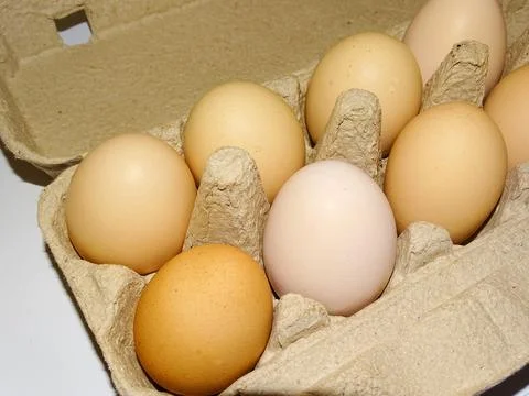 Chicken eggs in a formwork 库存照片
