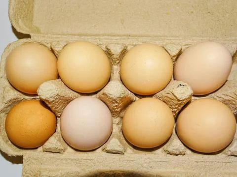 Chicken eggs in a formwork Фото
