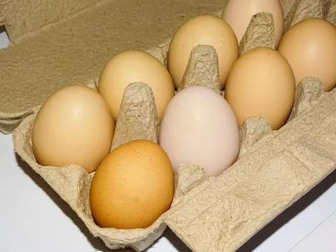Chicken eggs in a formwork Stockfoto's