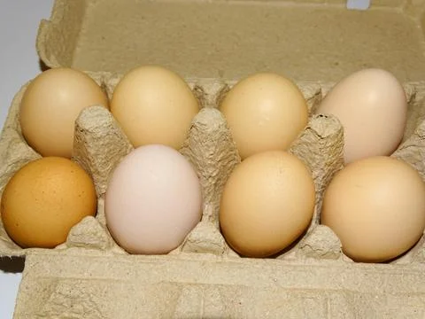 Chicken eggs in a formwork Stock Photos