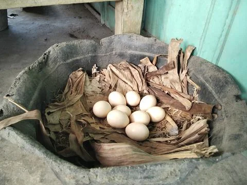 Chicken eggs in the hand Stock Photos
