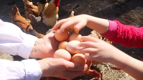 Chicken eggs in hands. Selective focus. Stock Footage 88671133