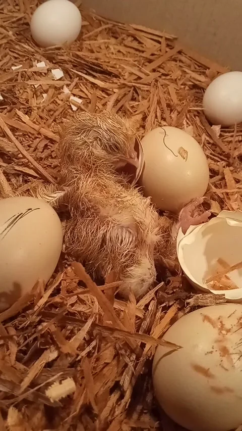 Chicken eggs hatch Video stock 167603848